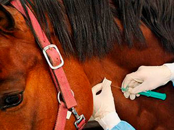 Finaliza la modificación temporal de la normativa veterinaria sobre la vacunación de Influenza en los caballos